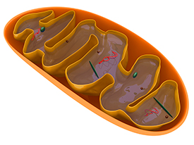 Mitochondrial Disease Treatment in Alpharetta, GA